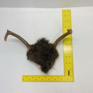 Whitetail Deer 2-Point Antler Rack Skull Plate Rustic Cabin Lodge Decor Man Cave